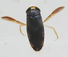 <p><span>Water boatmen breathe through air stores held on their bodies and come to the surface to replenish them.</span></p><ul><li><p><span>Lack gills, carry air bubble down into the water to take oxygen from water</span></p></li></ul><p></p>