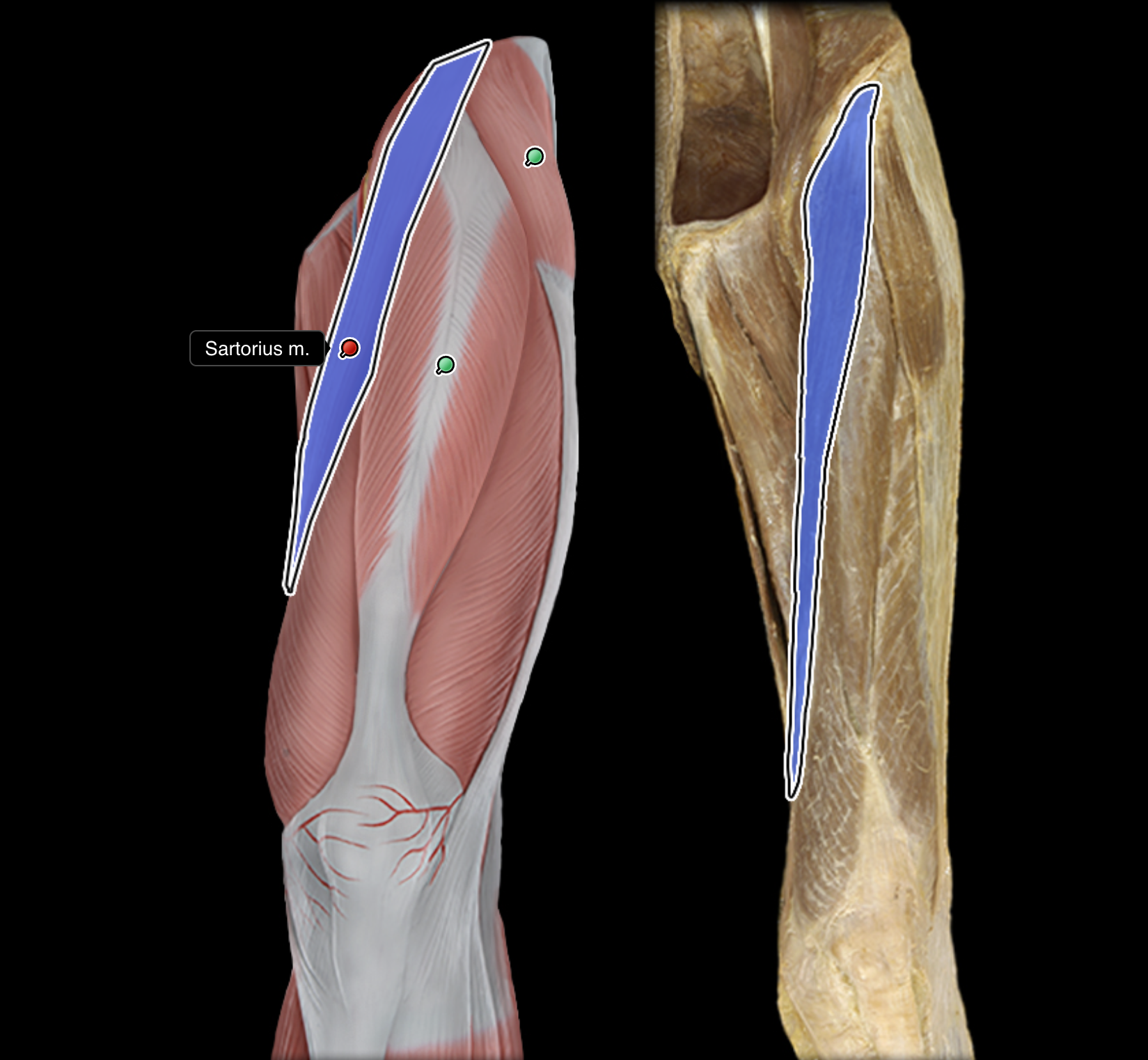 knowt flashcard image