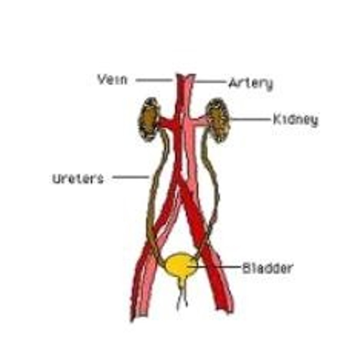 <p>removes waste products from the body</p>