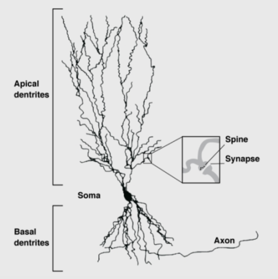 <p>dendrites= where the action is; can branch extensively</p><ul><li><p>involves cytoskeletal proteins (predominantly actin)</p></li><li><p><strong><u>occurs during ***development and in ***response to experience</u></strong></p></li><li><p><strong><u>***dynamic process</u></strong>: <strong><u>***branching and ***spine remodeling correlates with ***enriched environments, ***learning, and ***memory</u></strong></p></li><li><p>dendritic spine morphology varies between apical and basal dendrites</p><ul><li><p>functional differences?</p></li><li><p>apical dendrites may be more sensitive to age-related changes</p></li></ul></li><li><p><strong><u>***abnormalities in ***dendritic branching and spine formation are implicated in ***brain disorders (e.g., </u><em><u>ASD, schizophrenia</u></em><u>)</u></strong></p></li></ul><p></p>