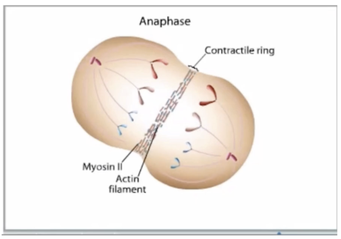 <ul><li><p><strong>Prophase:</strong> Chromosomes condense → 4n; centrosomes move to poles</p></li><li><p><strong>Prometaphase:</strong> Nuclear envelope breaks down; kinetochores attach to microtubules</p></li><li><p><strong>Metaphase:</strong> Chromosomes align at equator via kinetochore microtubules</p></li><li><p><strong>Anaphase:</strong> Sister chromatids pulled to opposite poles</p></li><li><p><strong>Telophase:</strong> Nuclear membrane reforms; chromosomes decondense</p></li><li><p><strong>Cytokinesis:</strong> Contractile ring (actin + myosin II) → 2 identical daughter cells (2n)</p></li></ul><p></p>