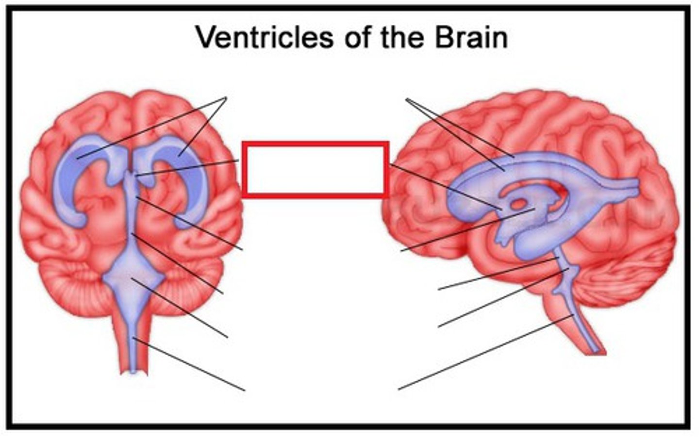 <p>join lateral ventricles with third</p>