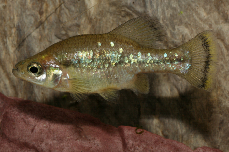 <p>Splitfins</p>