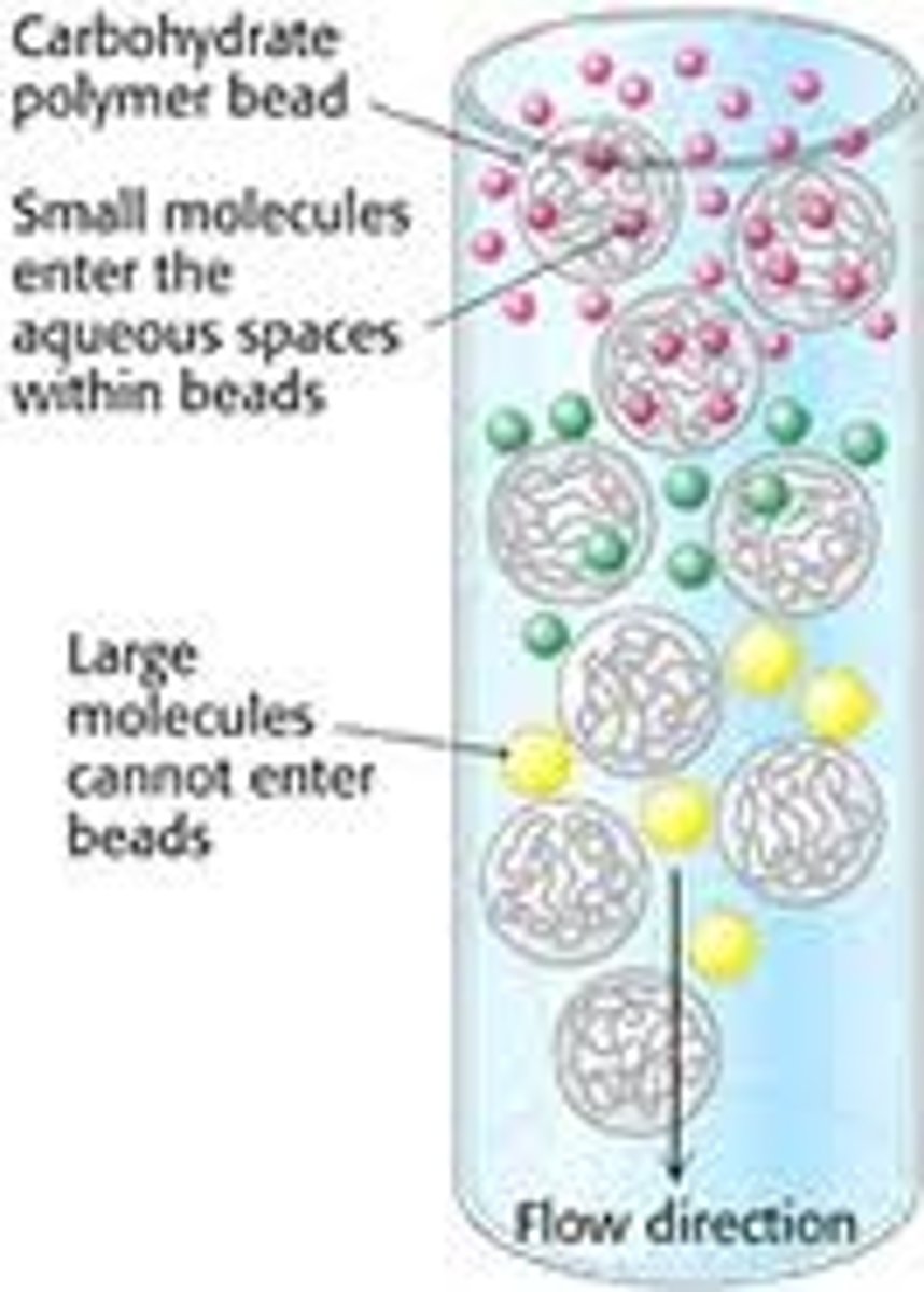 <p>This form of filtration chromatography seprarates proteins, peptides, and oligonucleotides on the basis of size. Molecules move through a bed of porous beads, diffusing into the beads to greater or lesser degrees. Smaller molecules diffuse further into the pores of the beads and therefore move through the bed more slowly, while larger molecules enter less or not at all and thus move through the bed more quickly. Both molecular weight and three-dimensional shape contribute to the degree of retention. This technique may be used for analysis of molecular size, for separations of components in a mixture, or for salt removal or buffer exchange from a preparation of macromolecules.</p>