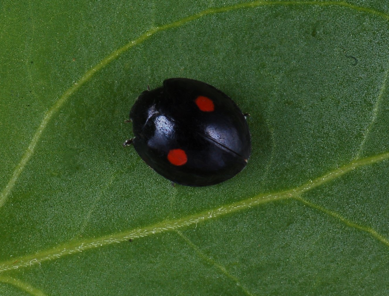 <ol><li><p>Tarsi appear 3-3-3, actually 4-4-4</p></li><li><p>Body oval and convex</p></li><li><p>Black with red spots or red/orange with black spots</p></li></ol><p></p>
