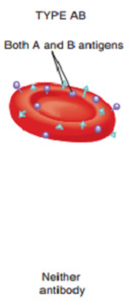 <p>Both A &amp; B Antigens on surface</p><p>No A or B antibodies in blood plasma</p><p>Can Receive Blood any blood type (universal recipient)</p>