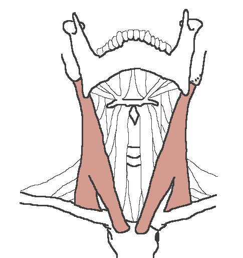 <p>Origin: Sternal head: anterior surface of the Manubrium; clavicular head: medial 1/3rd of the Clavicle</p><p>Insertion: Mastoid process and lateral 1/2 of the superior nuchal line</p><p>Action: Draws the mastoid process down toward the same side which causes the chin to turn up toward the opposite side; acting together, the muscles of the two sides flex the neck</p>