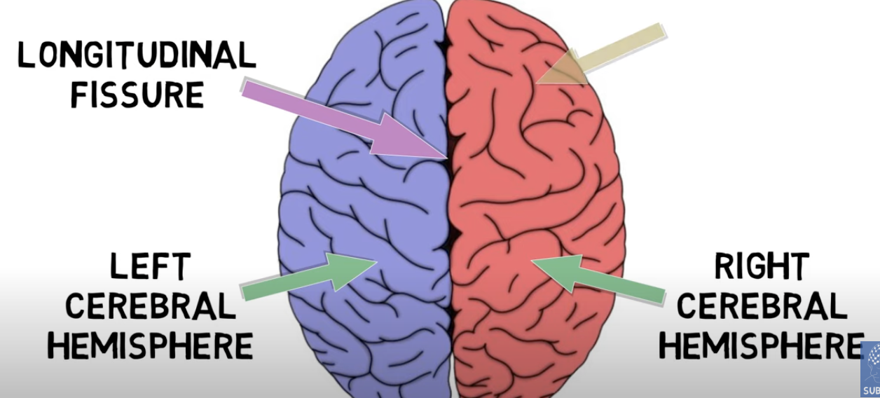<p>crevice that divides the brain into 2 cerebral hemispheres</p>