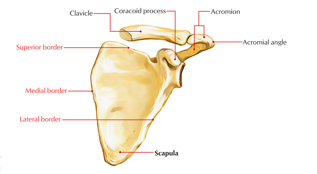 <p>The three edges of the scapula; give the scapula shape and serve as muscle attachment sites.</p><p>The superior border is the shortest, the medial border is the longest, and the lateral border is the thickest. </p>