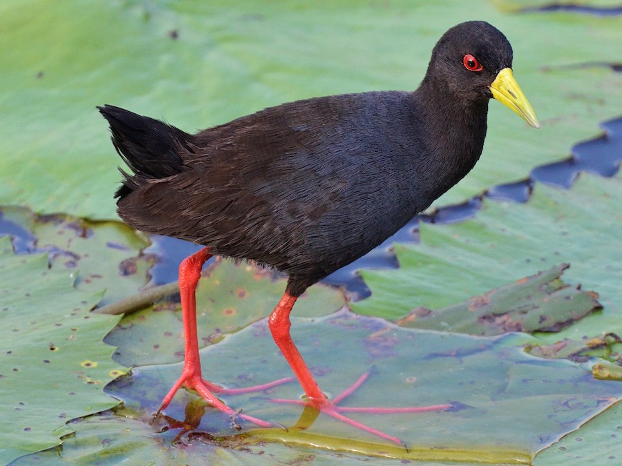<p>Black Crake</p>