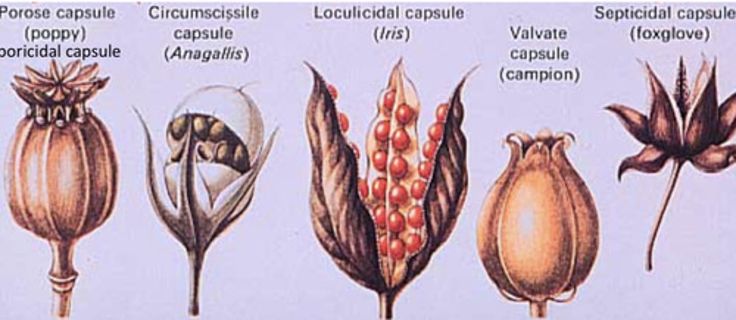 <p>Dry dehiscent fruit that develops from a compound pistil - mechanism of dehiscence is variable</p>