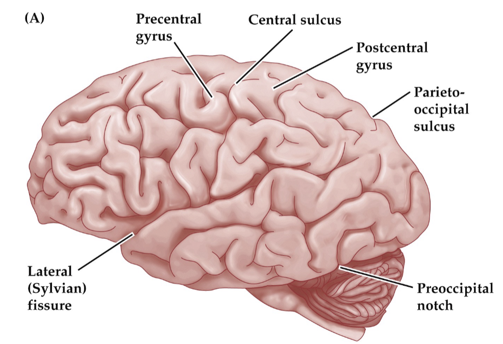 <p>divides the frontal and parietal lobe, separating <strong>Precentral gyrus</strong> (motor cortex) and&nbsp;<strong>Postcentral gyrus</strong> (somatosensory cortex) </p>