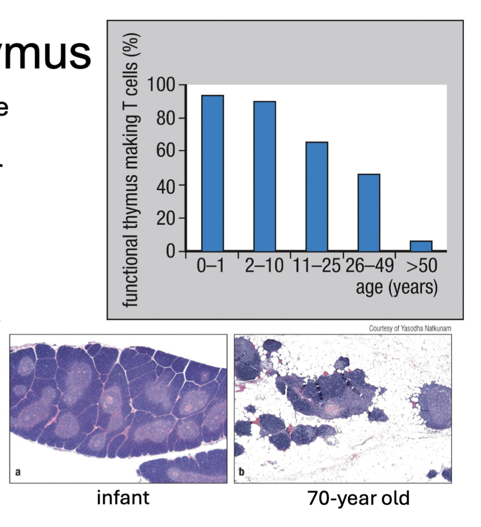 <ul><li><p><span><span>Thymus is a </span><strong><span>primary lymphoid tissue</span></strong><span> (site of development) lying over heart</span></span></p><ul><li><p><span><span>fully developed at birth and shrinks over time</span></span></p></li><li><p><span><span>T cell pool remains stable until old age (long lifespan with self-renewal) → but loses function (</span><strong><span>immunosenescence</span></strong><span>)</span></span></p></li><li><p><span><strong><span>DiGeorge syndrome</span></strong><span> → lack thymus → T cell deficiency</span></span></p></li></ul></li><li><p><span><span>stromal cells provide growth/survival signals (</span><mark data-color="yellow" style="background-color: yellow; color: inherit;"><span>IL-7, Flt3L, Notch-1</span></mark><span>)</span></span></p></li><li><p><span><span>interactions select for self-restriction</span></span><br><span><span>(recognize MHC) and self-tolerance</span></span></p></li></ul><p></p>