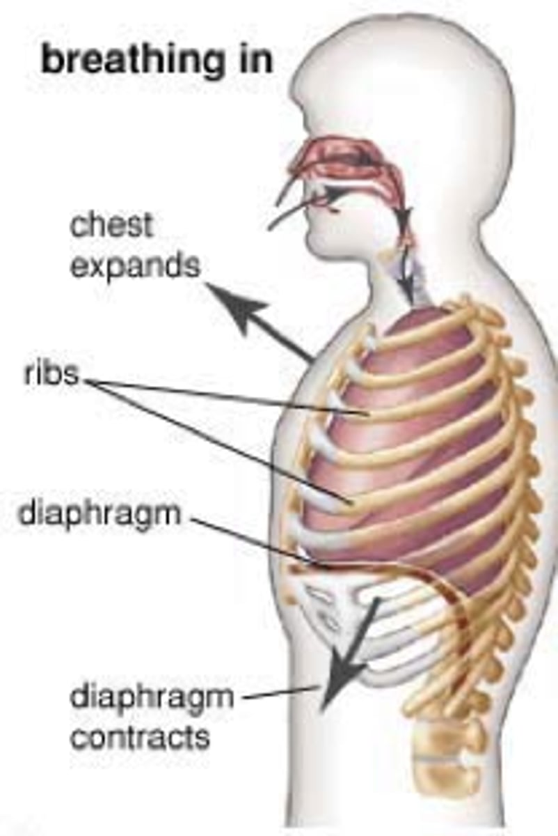 <p>describe inspiration</p>