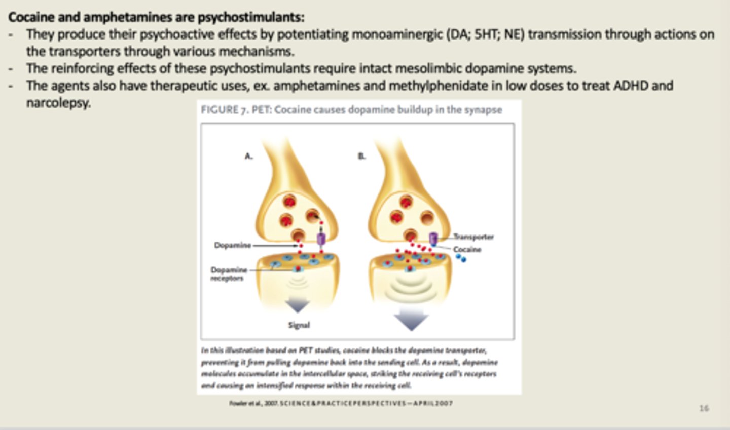 <p>cocaine impacts the synaptic communication process</p><p>--&gt; binds to the dopamine reuptake transporter which is a transmembrane protein that pumps dopamine neurotransmitters back into the presynaptic neuron</p><p>--&gt; this blocks the removal of dopamine from the synaptic cleft causing dopamine to accumulate and continue to activate the postsynaptic cell</p>