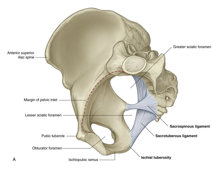 <p>sacrospinous and sacrotuberous ligaments</p>