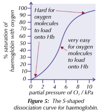 <p>the saturation of haemoglobin affects it’s affinity for oxygen. this causes an S shaped dissociation curve</p><p>when haemoglobin combines with the first O2 molecule, the shape alters, making it easier for other O2 molecules to join too. however, as more oxygen loads, there are less spaces for other O2 molecules, lowering the affinity</p><p>when the curve is steep, a small change in pO2 causes a large change in the amount of oxygen carried by the haemoglobin</p>