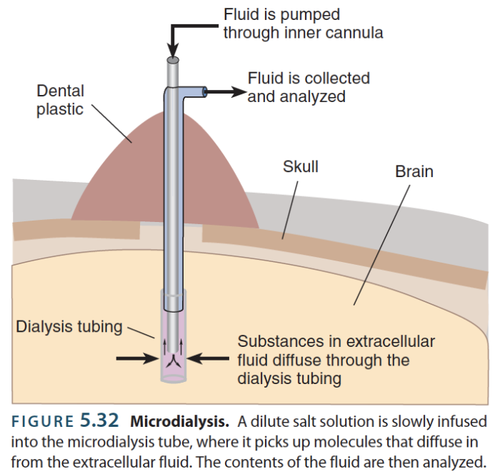 <p>→ <u>old-fashioned</u> approach to measuring fluctuations in neurotransmitters in behaving animals</p><ul><li><p><strong>Dialysis</strong> → refers to the use of a semipermeable membrane to either deliver or measure the concentration of molecules in some solution or area</p></li><li><p><strong>Microdialysis probe</strong> → small insertable metal tube that holds dialysis tubing</p></li><li><p><strong>Sampling rate </strong>→ frequency of sampling the concentration of molecules over the dialysis membrane</p><ul><li><p>Since equilibration takes time, sampling is usually once every 10 minutes, but it could be more frequent</p></li></ul></li></ul><p></p>