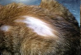 <p>Hair loss, resulting in hairless patches or complete lack of hair</p>