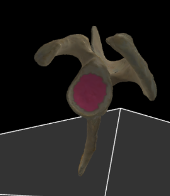 <p><span>de gewrichtspan voor de humerus</span>. laterale zijde</p>