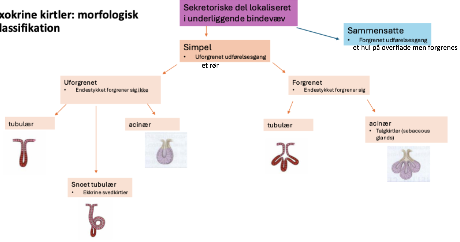 <p>Uforgrenet:</p><ul><li><p>Tubulær, snoet tubulær, acinær</p></li></ul><p>Forgrenet:</p><ul><li><p>Tubulær, acinær</p></li></ul><p></p>