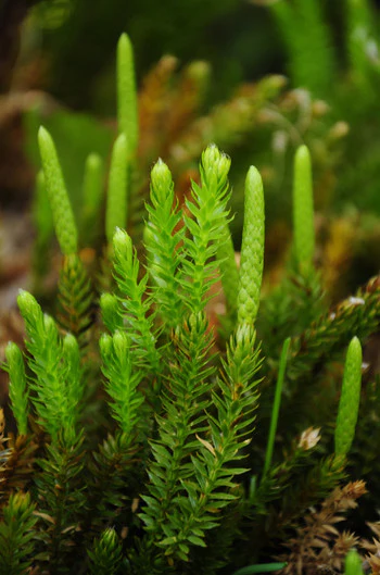 <p>example of Lycophyta</p><p>“club moss” </p>
