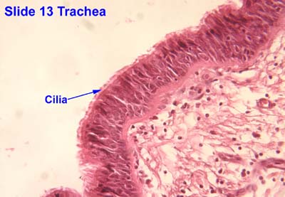 <p>A modification in the epithelium that is a short hair-like vibrating structure found in large numbers on the surface of certain cells that function in locomotion, movement of fluids and particles, signal transduction, and environmental sensing</p>