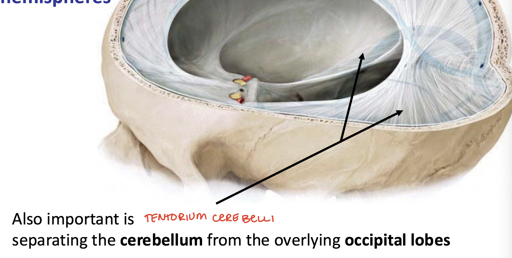 <p>The cerebellum from occipital lobes below it</p>