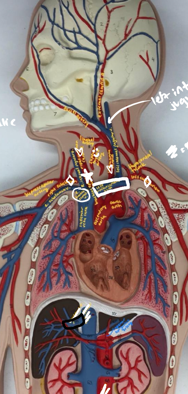 <p>Vein connected to the liver</p>