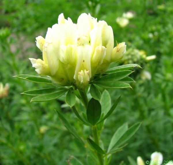 <p><span><em>Chamaecytisus albus</em></span></p>