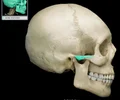 <p>extension from the temporal bone that forms the posterior portion of the zygomatic arch</p>