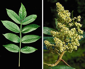 <p>Winged Sumac</p>
