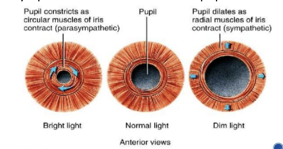 <p>spoke-like myoepithelial cells</p><ul><li><p>Sympathetic stimulation widens pupil</p></li></ul><p></p>