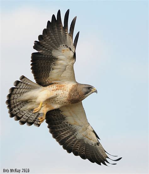 Banded under tail, black wing tips and white wrist, dark belly and lighter chin. Males and females similar.
