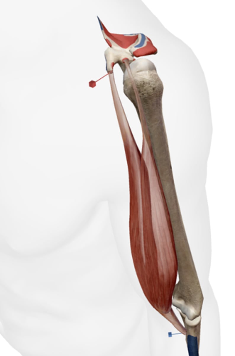 <p>Coracoid process of the scapula.</p>
