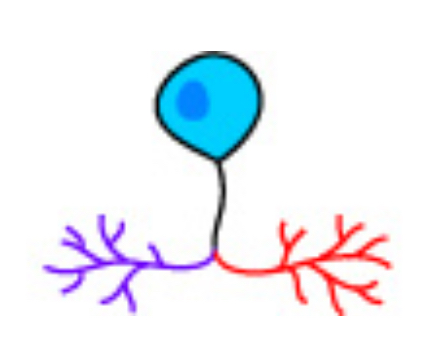 <p>Which type of neuron is this?</p>