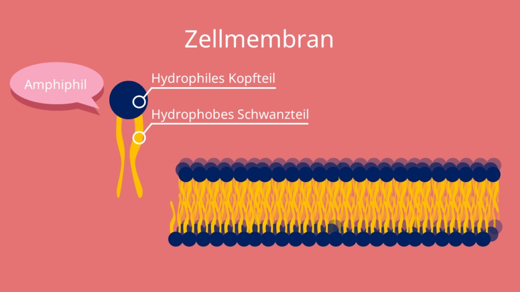 <p>Doppellipidshicht --&gt; aus Phospholipiden Phosphatkopf = hydrophil, Fettsäureschwänze = hydrophob</p>