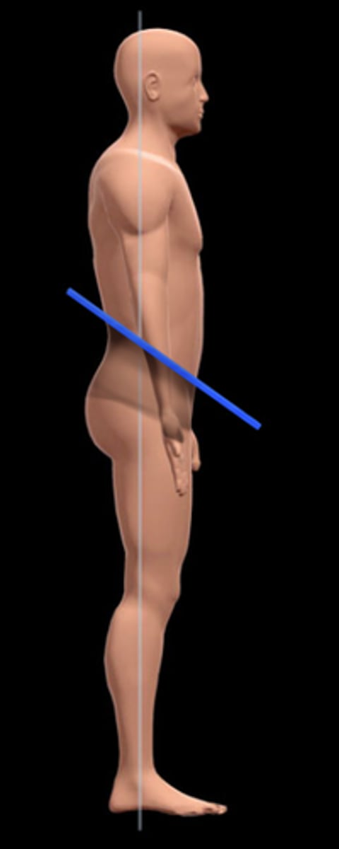<p>divides body at an angle</p>