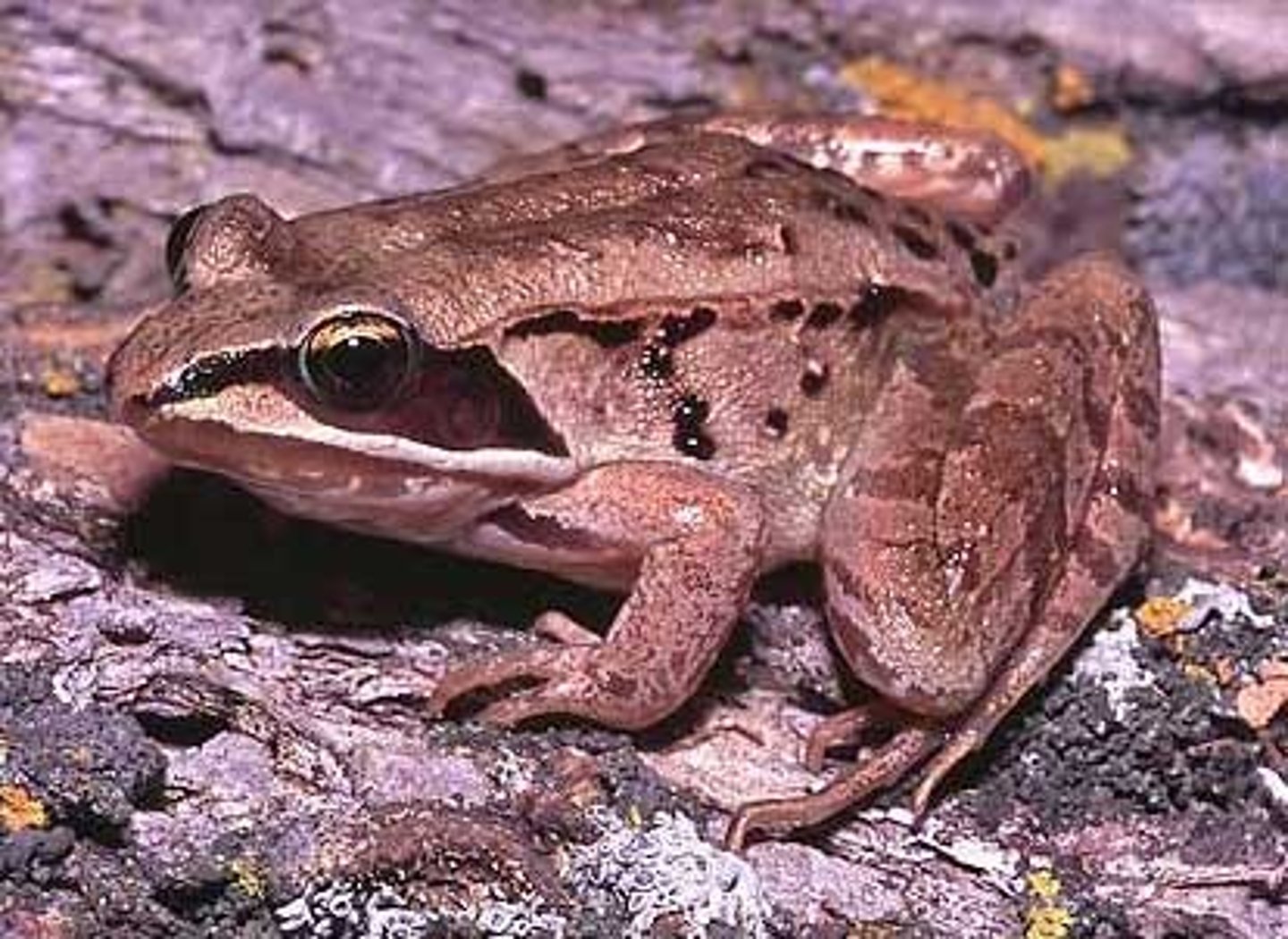 <p>Lithobates sylvaticus</p><p>Order: Anura</p><p>Family: Ranidae</p>