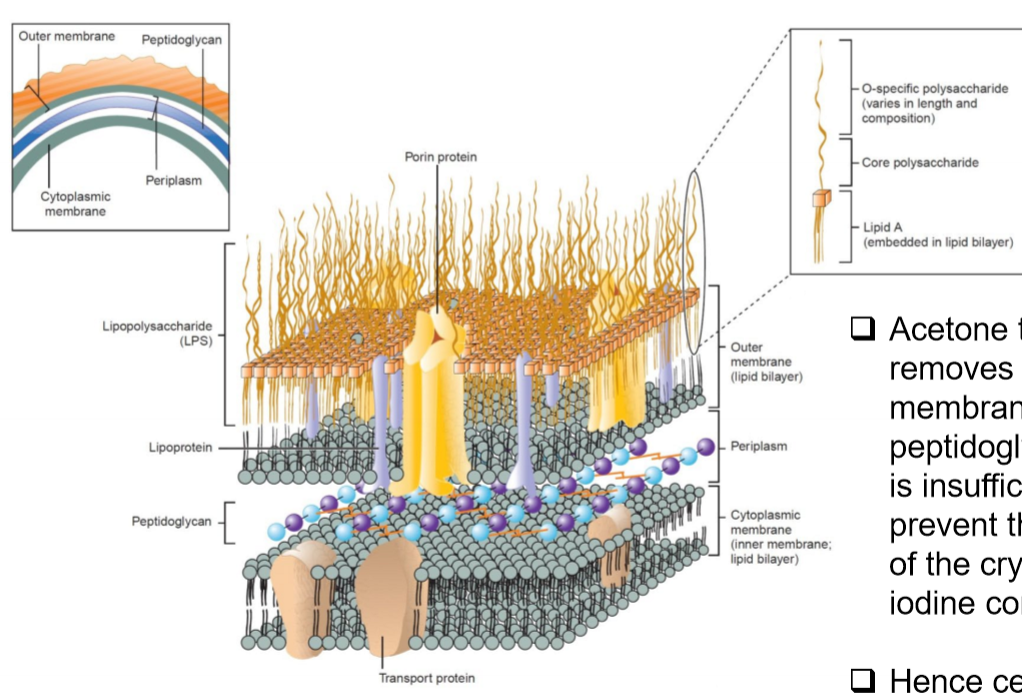<ul><li><p>Thin peptidoglycan cell wall</p></li><li><p>an additional outer membrane</p></li><li><p>outer membrane contains porin proteins</p></li><li><p>higher content of sterols/lipids in cell wall</p></li></ul><p></p>
