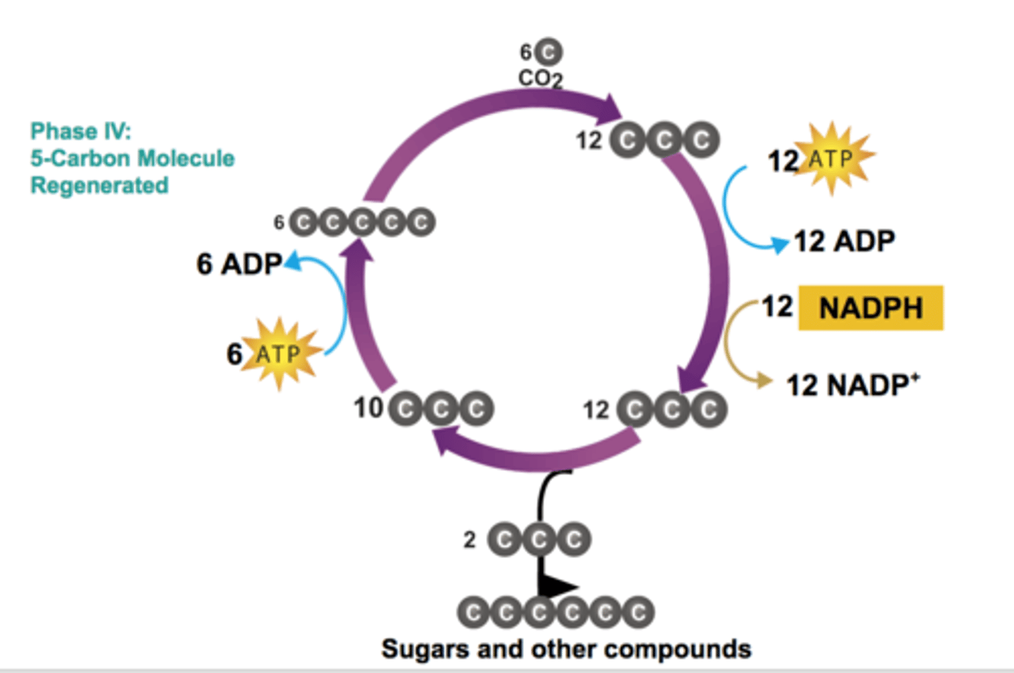 <p>Produced when ATP is used to rearrange a 3-carbon molecule to regenerate the same 5-carbon molecule that starts the cycle</p>