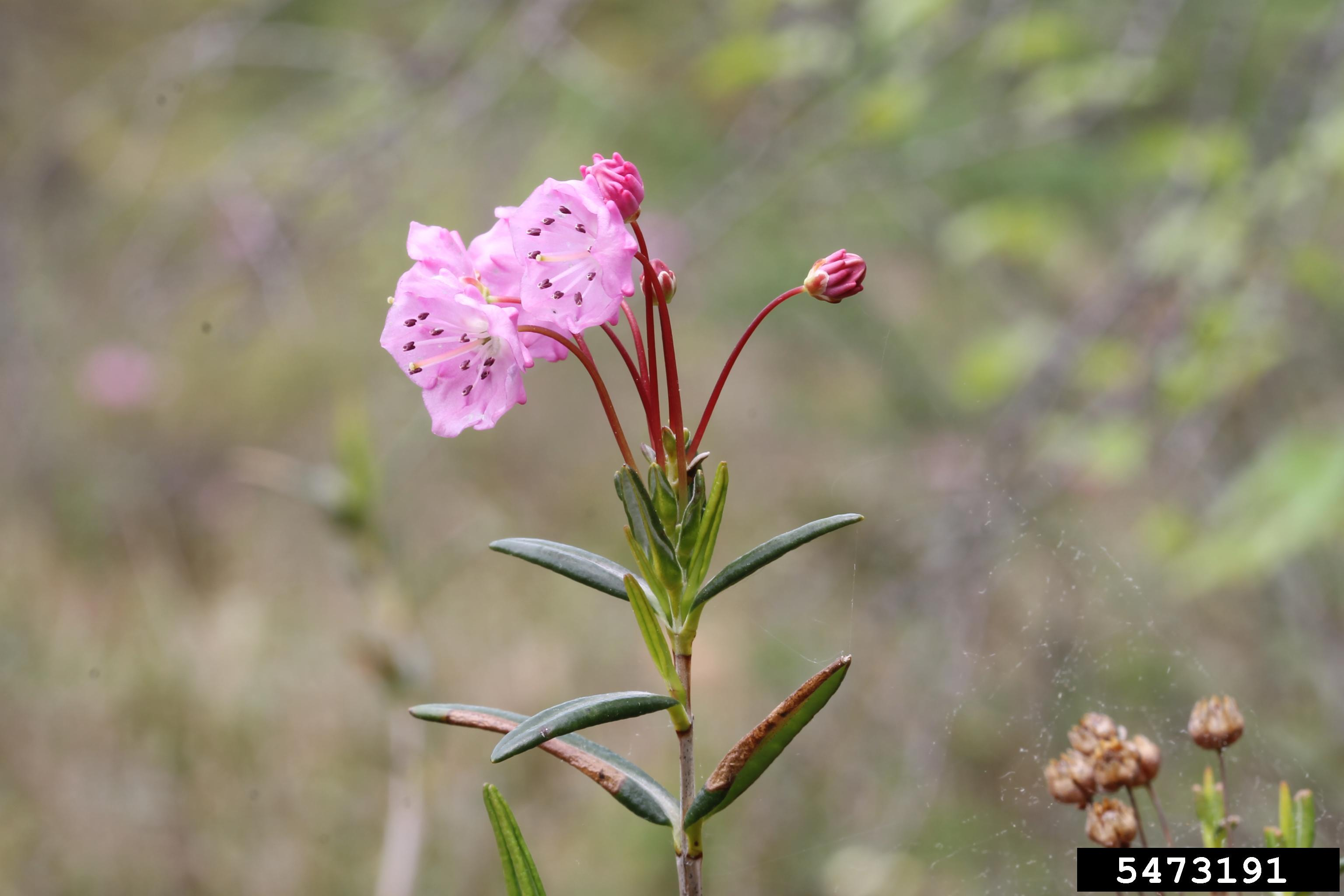 <p><strong>Leaves opposite</strong></p><p>Dark shiny leaves with more prominent fruits and flowers</p><p>gryanotoxins, one of the most deadly plants in North America</p><p>can cause mad honey syndrome in bees if they feed on the plants nectar which poisons people too </p>