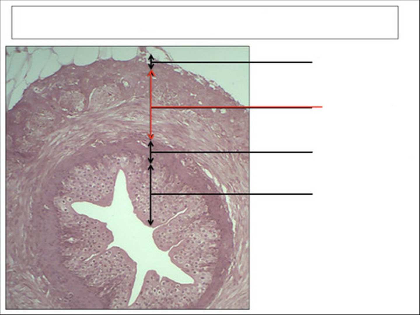 <p>identify this region and organ</p>