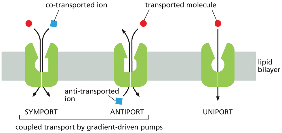 <p>Definition: a protein that uses energy stored in the electrochemical gradient of ions to actively transport a solute across the membrane</p><ul><li><p>the downhill movement of the 1st solute down its gradient provides the energy to power uphill transport of the 2nd solute.&nbsp;</p></li><li><p>Symport: pump moves a pair of solutes in the same direction across the membrane</p></li><li><p>aniport: moves them in opposite directions&nbsp;</p></li><li><p>uniport : only one molecule is transported, down the concentration gradient through passive diffusion and doesnt pump </p></li></ul><p></p>