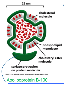 <p>cholesterol is circulating in blood as lipoprotein particle (VLDL, LDL, HDL) </p><ul><li><p>LDL cholesterol is the “bad choleterol” because high levels of LDL promote plaque disposition → atherosclerosis and heart attack </p></li><li><p>high LDL = high plaque = high MI rates </p></li></ul><p></p>