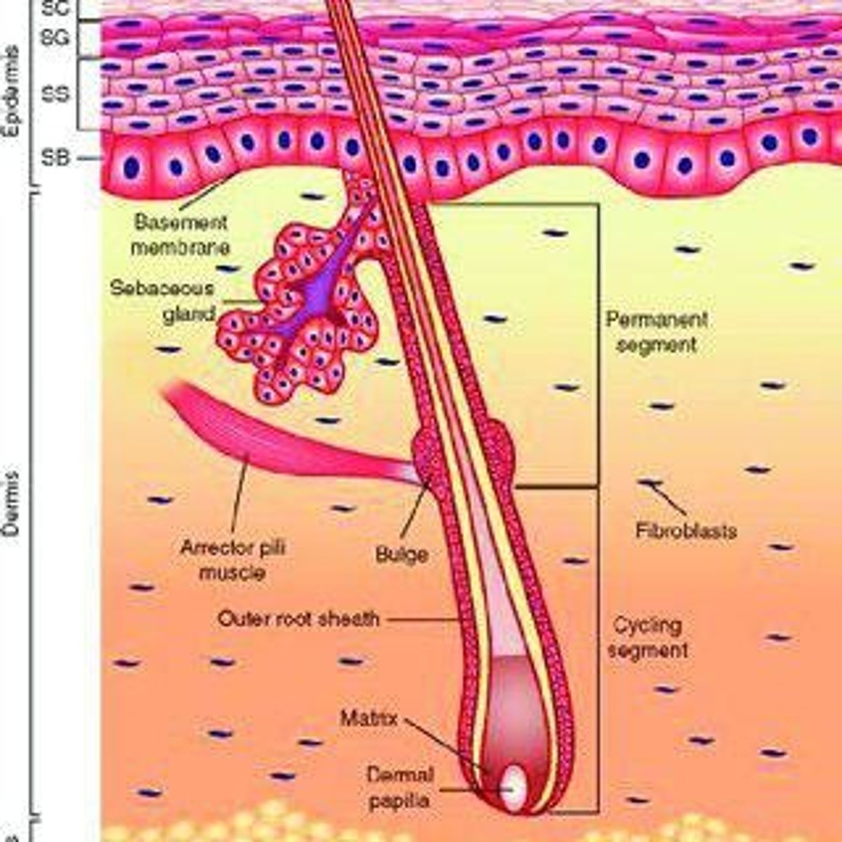 <p>Glands that secrete substances through ducts.</p>