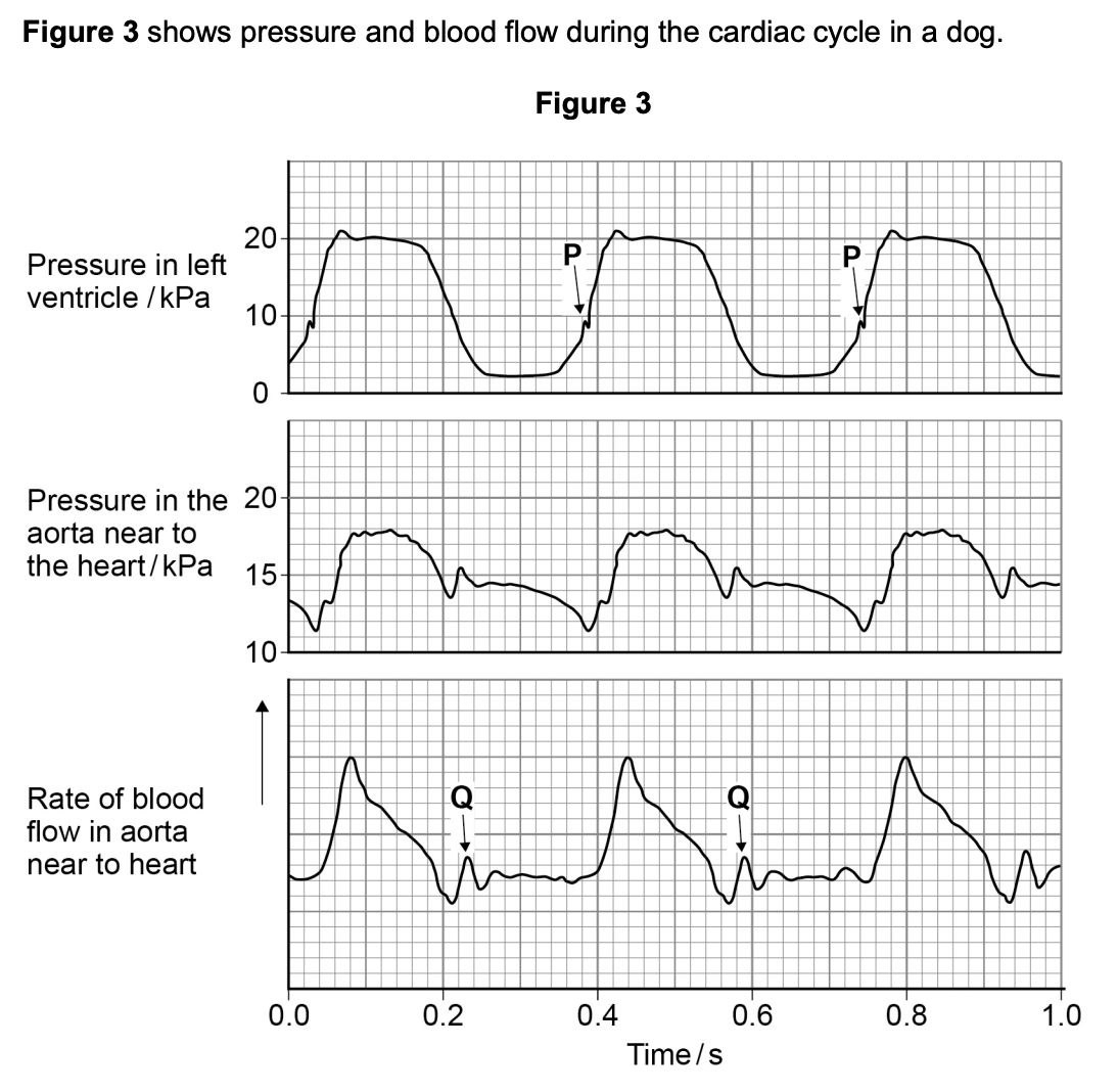 <p>at Q in the diagram above there is a small increase in pressure and in rate of blood flow in the aorta - explain how this happens and its importance (2)</p>