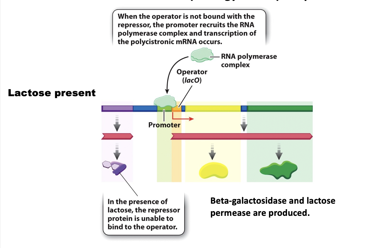 <p>in the presence of lactose, it cannot bind to the operator and transcription is permitted. thus proteins that are needed to use lactose as a carbon source (energy source) are produced.</p>