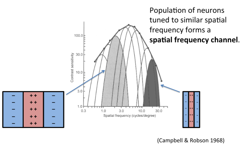 <p>like a window of visibility of spatial scales</p><p>peak sensitivity in the midrange</p>