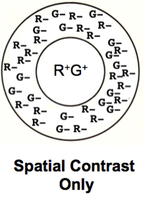<p>Parasol ganglion cells receive <strong>pooled L + M cone input</strong> via diffuse bipolar cells in <strong>both center and surround</strong>, giving opposite-sign center–surround (spatial contrast) but canceling color differences (no chromatic contrast).</p>